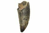 Serrated, Raptor Tooth - Real Dinosaur Tooth #233051-1